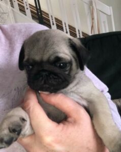 Adorable pug puppies looking for a new home