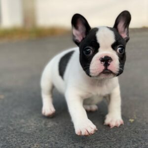 Well Trained French Bulldog puppiesWell Trained French Bulldog puppies