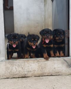 Rottweiler puppies ready