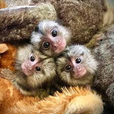 Pygmy Marmoset (monkeys) or Sale