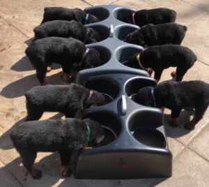 Chunky  Rottweiler Puppies