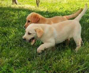 Cute Labrador retriever puppies Ready for New their new homes