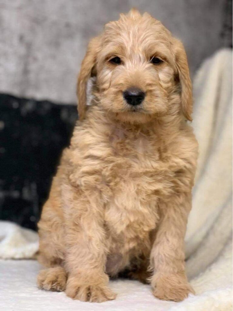 N3 (#ID:1765-1763-medium_large)  Labradoodle pups of the category Pets & Animals and which is in Armagh, Unspecified, 1000, with unique id - Summary of images, photos, photographs, frames and visual media corresponding to the classified ad #ID:1765
