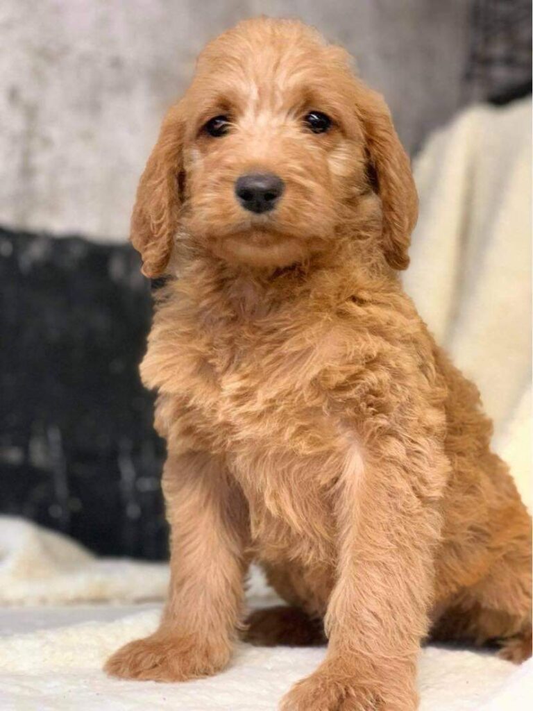 N2 (#ID:1765-1762-medium_large)  Labradoodle pups of the category Pets & Animals and which is in Armagh, Unspecified, 1000, with unique id - Summary of images, photos, photographs, frames and visual media corresponding to the classified ad #ID:1765