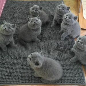 blue British shorthair kittens