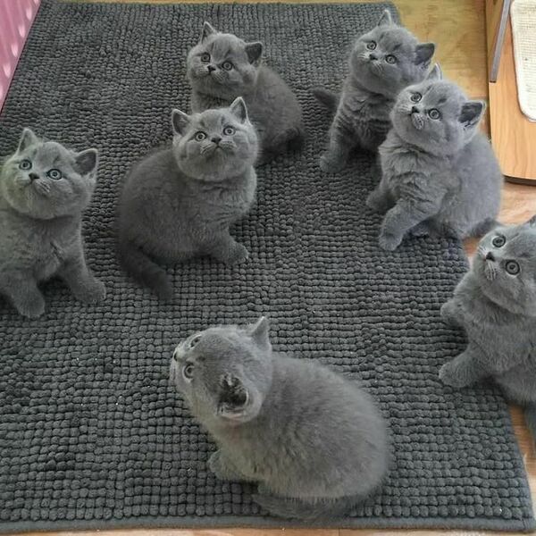 N3 (#ID:1859-1857-medium_large)  blue British shorthair kittens of the category Pets & Animals and which is in City of London, new, 500, with unique id - Summary of images, photos, photographs, frames and visual media corresponding to the classified ad #ID:1859