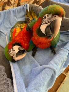 Healthy Hybrid Catalina Macaw Parrots