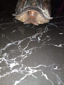 hingeback tortoise For Adoption