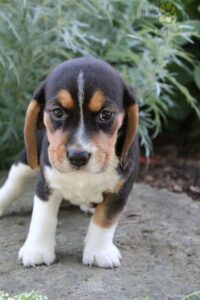 Tri Color Beagle Puppies