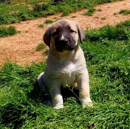 N1 (#ID:1935-1934-medium_large)  Anatolian shepherd 8 weeks old of the category Pets & Animals and which is in Belfast, Unspecified, 300, with unique id - Summary of images, photos, photographs, frames and visual media corresponding to the classified ad #ID:1935