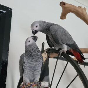 Blue And Gold Macaw, African Grey  Parrots And Eggs For Sale