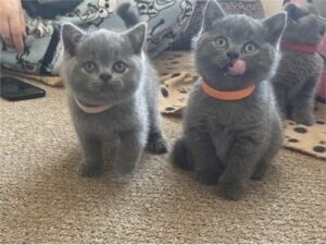 blue British shorthair kittens