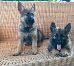 German Shepherd KC registered puppies