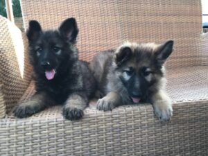 German Shepherd KC registered puppies