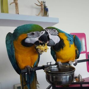 Blue And Gold Macaw, African Grey  Parrots And Eggs For Sale