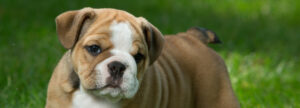 wrinkle English Bulldog Puppies