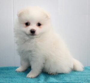 cute and friendly Pomeranian puppies