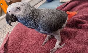 African Grey Congo – Very Sweet and Trained