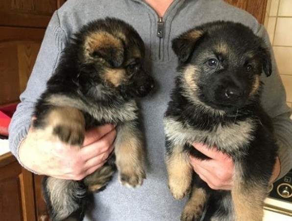 N1 (#ID:2150-2148-medium_large)  Gorgeous German Shepherd puppies for Sale of the category Pets & Animals and which is in City of London, new, , with unique id - Summary of images, photos, photographs, frames and visual media corresponding to the classified ad #ID:2150