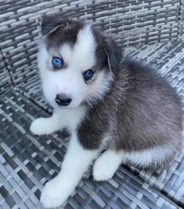 Blue Eyes Siberian Huskies Puppies For Sale