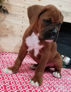 Available Boxer puppies. Both 12 weeks old