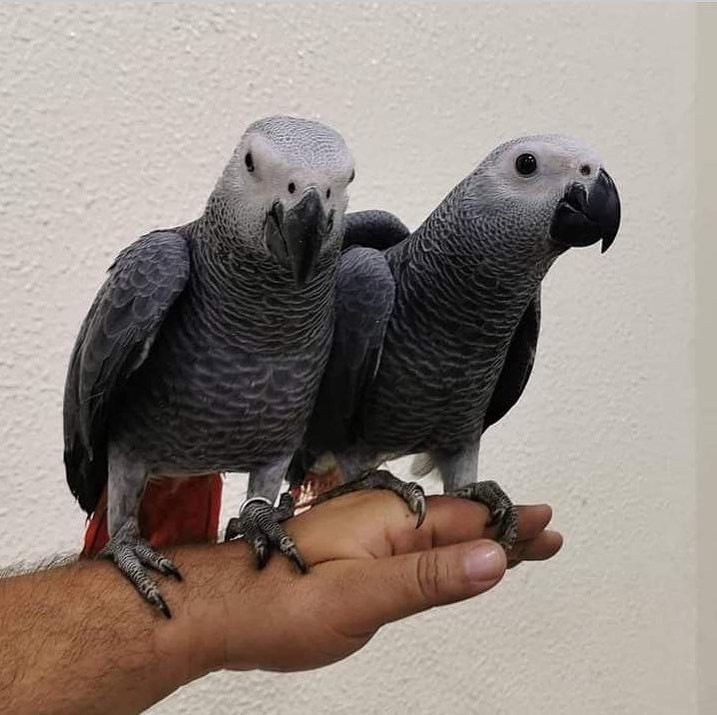 N3 (#ID:2393-2392-medium_large)  We have African grey, Blue and gold, Scarlet, Hyacinth, green winged,parrots now available. of the category Pets & Animals and which is in Sheffield, new, 1000, with unique id - Summary of images, photos, photographs, frames and visual media corresponding to the classified ad #ID:2393