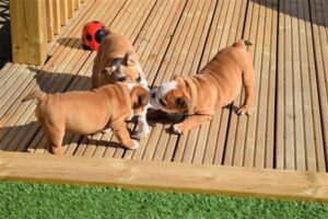 Cute male and female English bulldog Puppies available