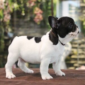 Cute and lovely trained French Bulldog pups available