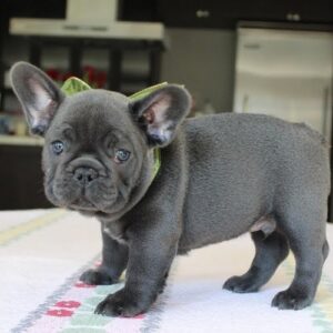 Cute and lovely trained French Bulldog pups available