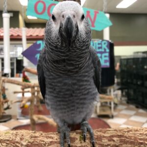 We have African grey, Blue and gold, Scarlet, Hyacinth, green winged,parrots now available.