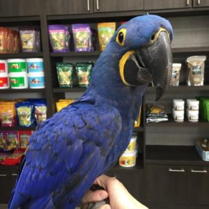 We have African grey, Blue and gold, Scarlet, Hyacinth, green winged,parrots now available.
