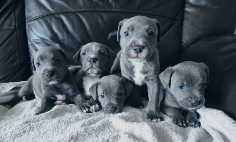 N1 (#ID:2360-2359-medium_large)  Adorable blue Kc registered Staffordshire Bull Terrier Puppies ready of the category Pets & Animals and which is in Lancaster, Unspecified, , with unique id - Summary of images, photos, photographs, frames and visual media corresponding to the classified ad #ID:2360