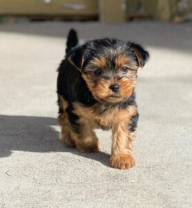 Home raised Yorkshire Terrier puppies for rehoming.