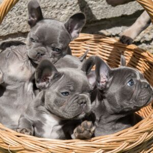 Top Quality Blue French Bulldog Puppies.