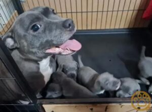 Kc champion blue Staffordshire bull terrier puppies for sale