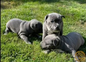 Kc champion blue Staffordshire bull terrier puppies for sale