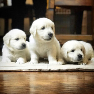 Gorgeous Litter Of 5 Golden Retriever Puppies For Sale