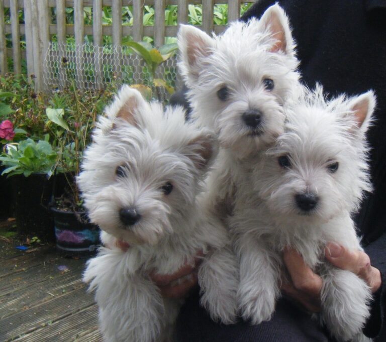 N1 (#ID:2607-2606-medium_large)  West Highland Terriers Puppies of the category Pets & Animals and which is in Swansea, new, 320, with unique id - Summary of images, photos, photographs, frames and visual media corresponding to the classified ad #ID:2607