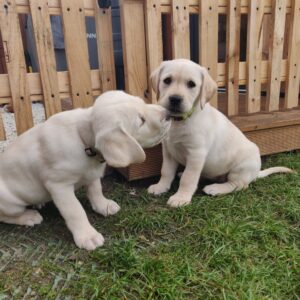 Gorgeous KC Reg Golden retriever pups for sale