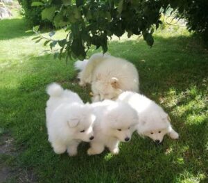 KC registered Samoyed puppies for sale