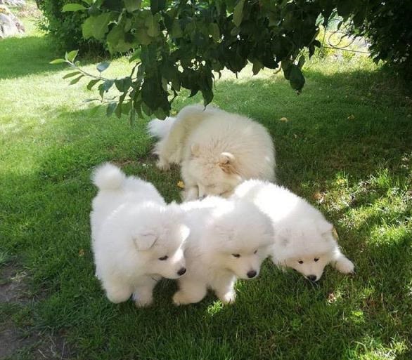 N4 (#ID:2585-2584-medium_large)  KC registered Samoyed puppies for sale of the category Pets & Animals and which is in Perth, Unspecified, 690, with unique id - Summary of images, photos, photographs, frames and visual media corresponding to the classified ad #ID:2585