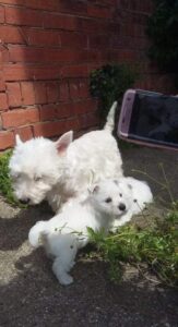 Stunning White West Highland Terrie Puppys