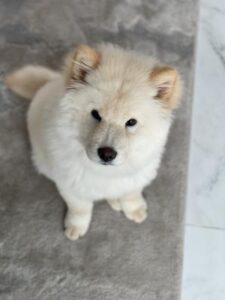Beautiful Cream Chow Chow for sale