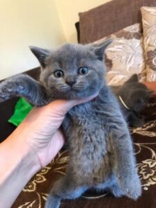 Family Indoors British Shorthair Kittens available