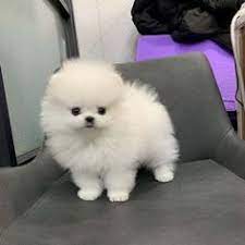 Beautiful Pomeranian pups Whatsapp/Viber +447565118464