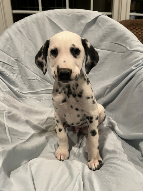 N1 (#ID:2780-2779-medium_large)  Happy Dalmatian puppies available of the category Pets & Animals and which is in Birmingham, new, 600, with unique id - Summary of images, photos, photographs, frames and visual media corresponding to the classified ad #ID:2780