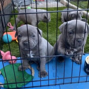 staffordshire bull terrier puppies for new homes