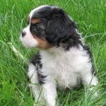 adorable,cavakier king charles ready for sale - City of London