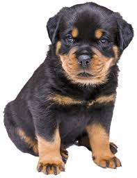 beautiful litter rottweiler Red and White Puppies