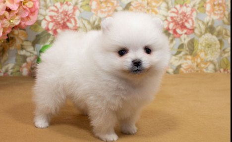 N1 (#ID:2664-2663-medium_large)  Gorgeous pomeranian puppies playful puppies of the category Pets & Animals and which is in Lancaster, Unspecified, , with unique id - Summary of images, photos, photographs, frames and visual media corresponding to the classified ad #ID:2664